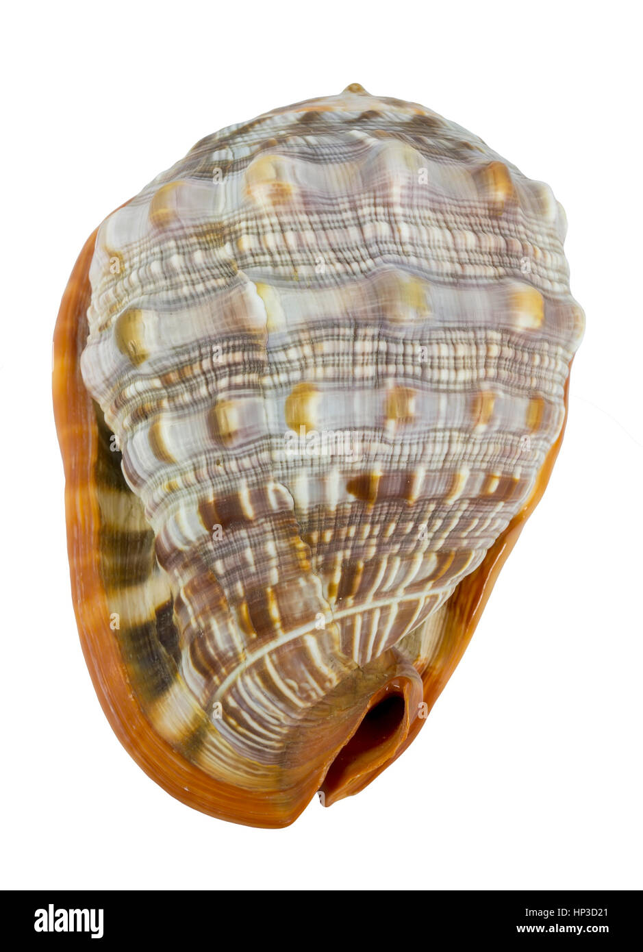 Shell (Cypraecassis Rufa) - Bull Mouth Helmet -  marine gastropod Stock Photo