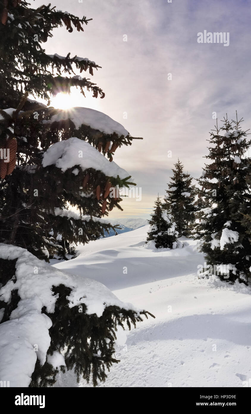 sunlight through branches of a snowy fir tree Stock Photo - Alamy