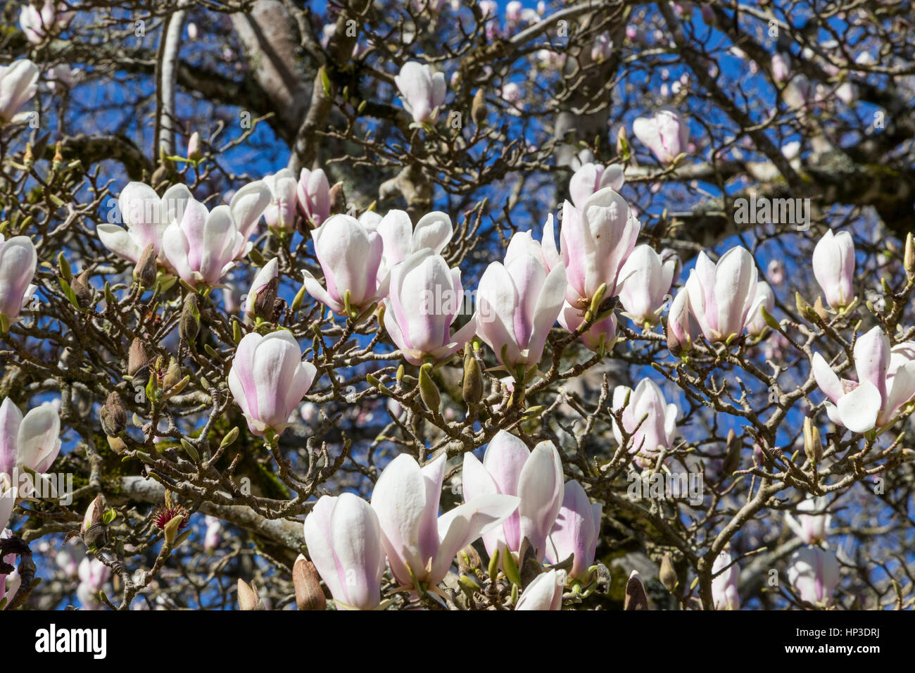 flowers magnolia tree in springtime sunny day Stock Photo - Alamy
