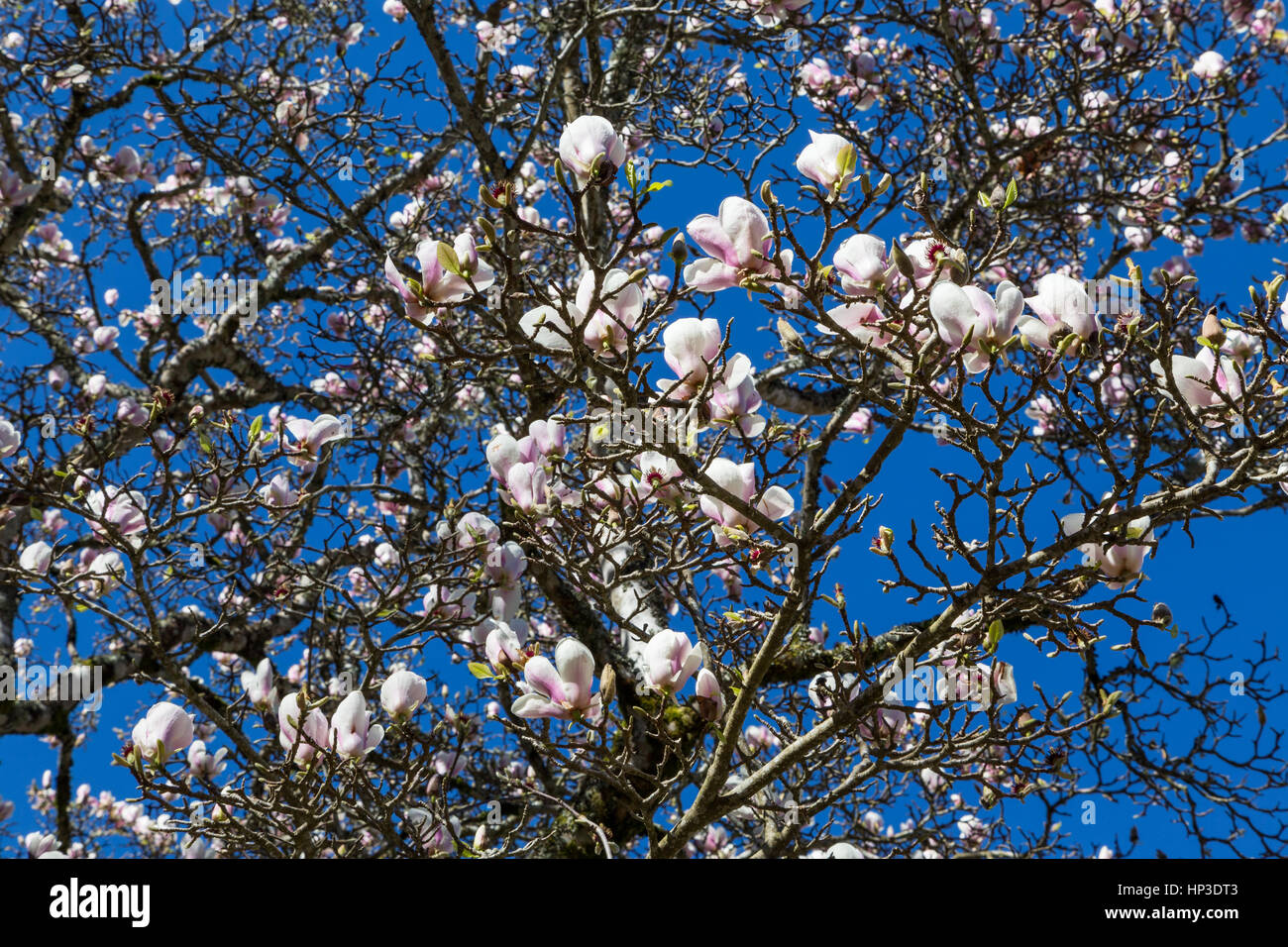 flowers magnolia tree in springtime sunny day Stock Photo - Alamy