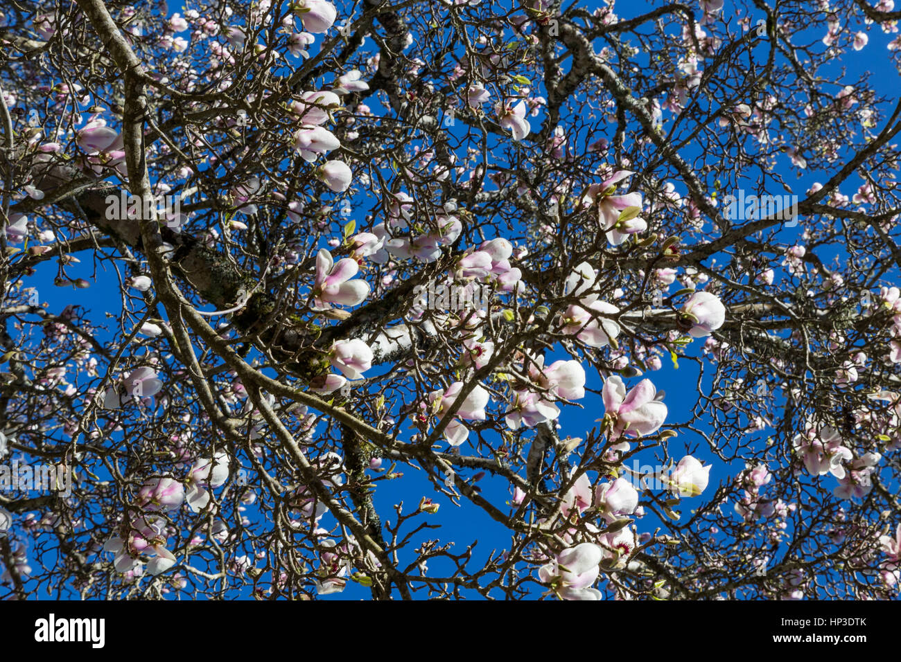 flowers magnolia tree in springtime sunny day Stock Photo - Alamy
