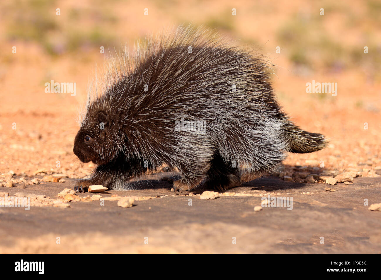 North American Porcupine, (Erethizon dorsatum), Monument Valley, Utah, USA, adult walking Stock Photo