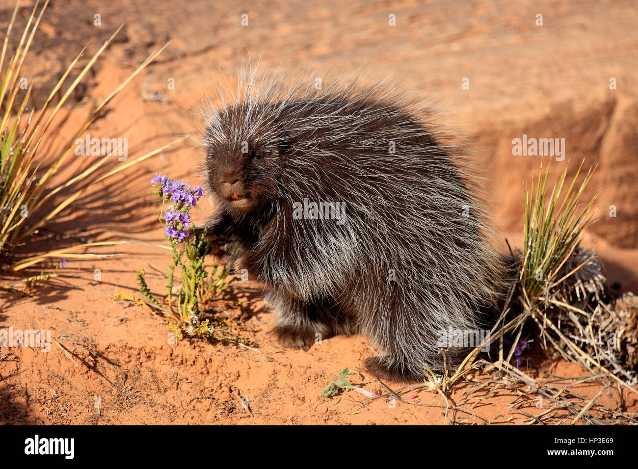 North American Porcupine, (Erethizon dorsatum), Monument Valley, Utah, USA, adult feeding Stock Photo