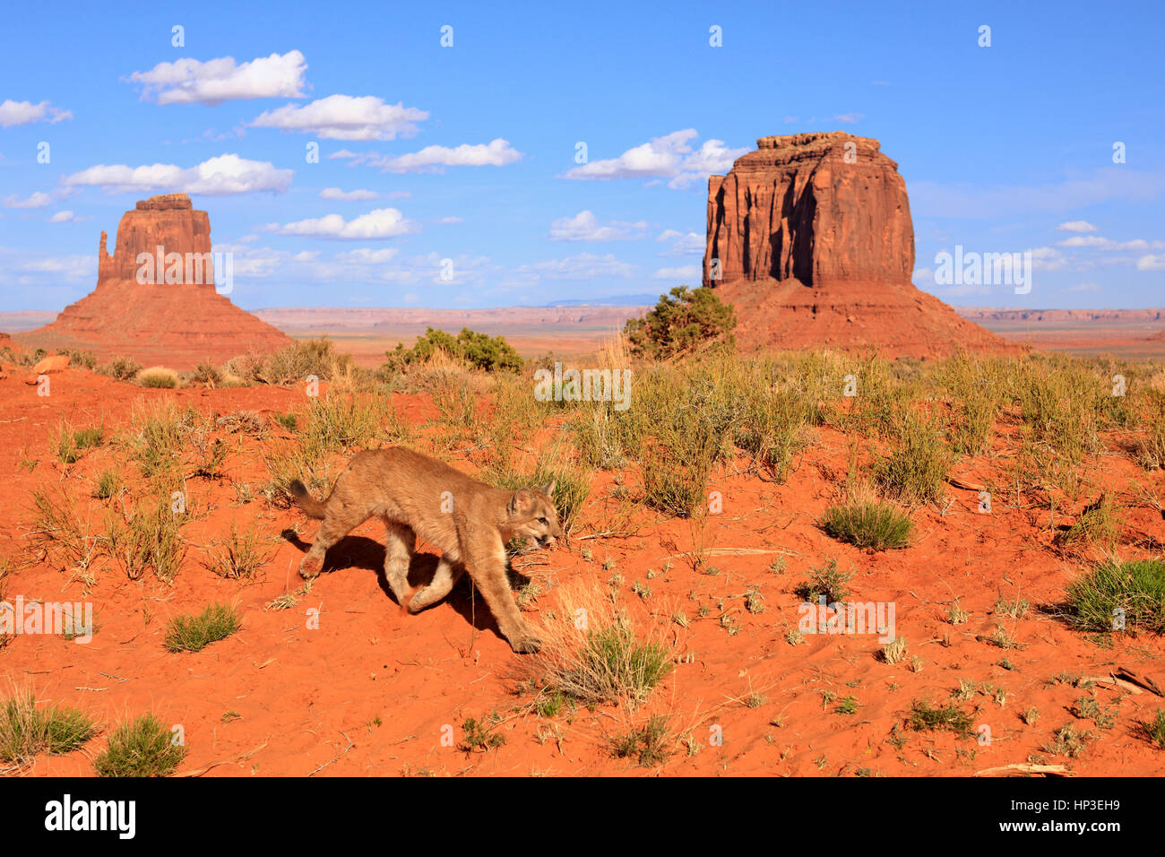 Mountain Lion Felis Concolor Monument Valley Utah Usa Adult Stock Photo Alamy