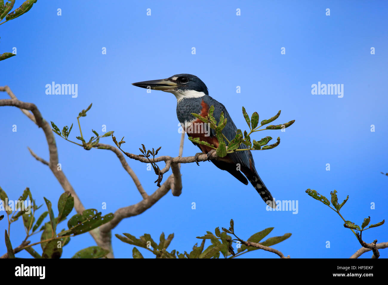 Ringed Kingfisher, (Ceryle torquata), adult on branch, Pantanal, Mato Grosso, Brazil, South America Stock Photo