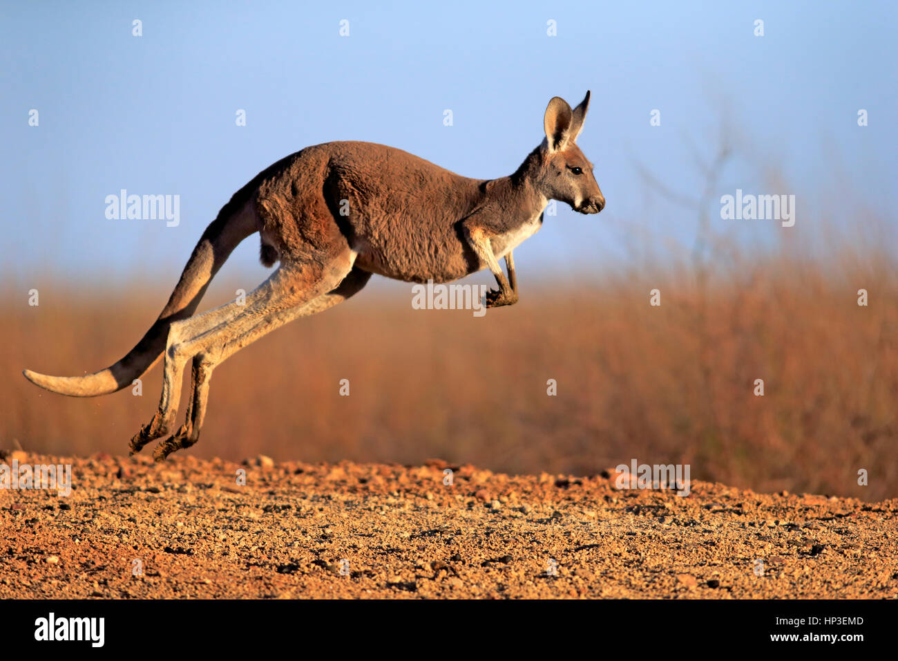 Red Kangaroo, (Macropus rufus), adult jumping, Sturt Nationalpark, New