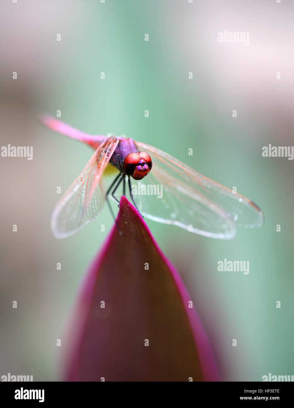 Dragonfly 2024 drone company
