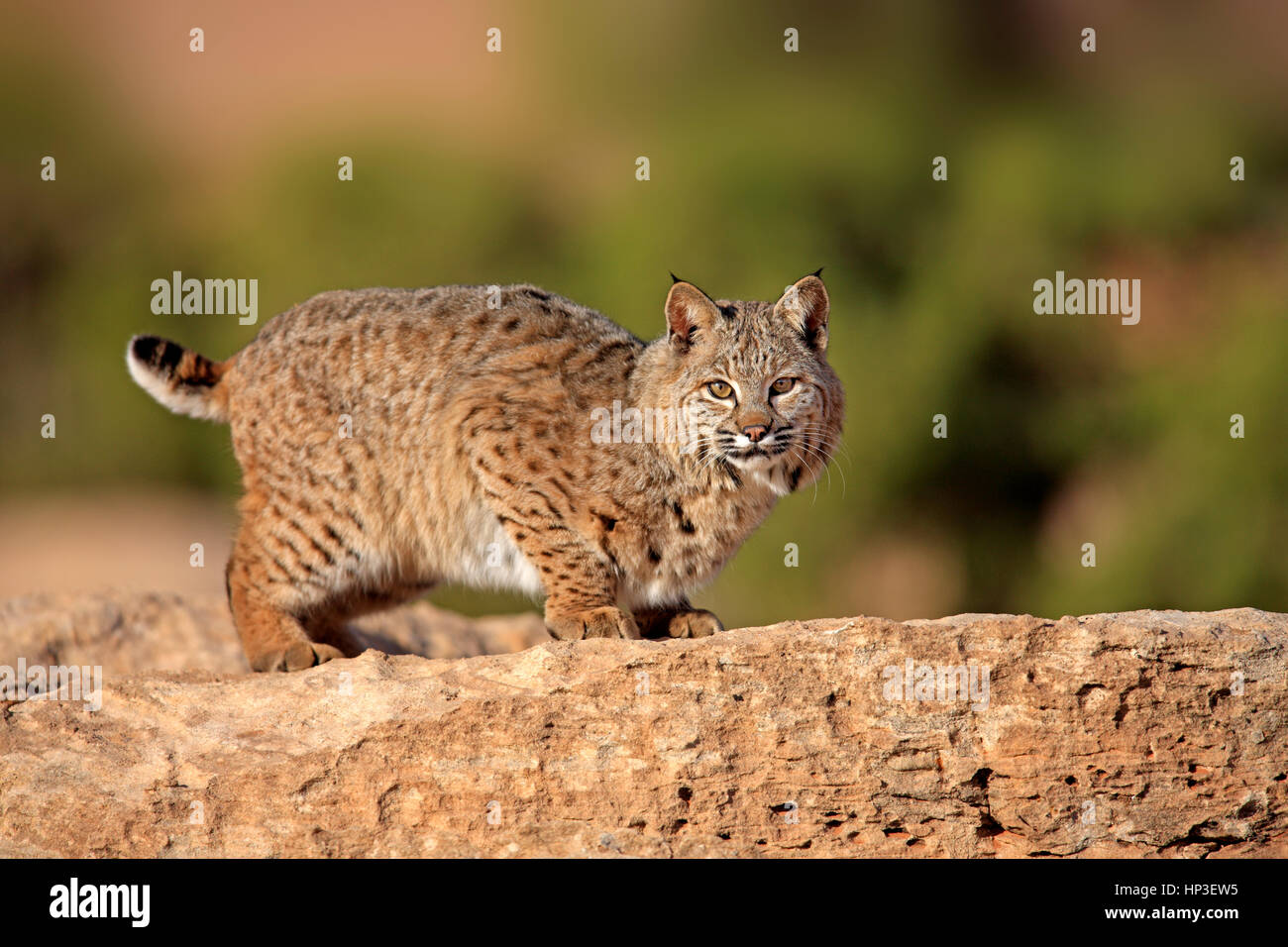 Lynxes wild animal animals hires stock photography and images Alamy