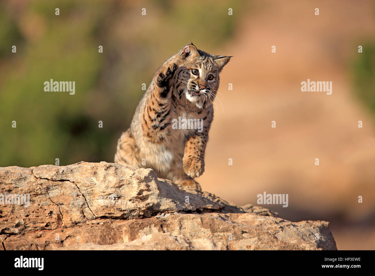 Bobcat, (Lynx rufus), Monument Valley, Utah, USA, adult hunting Stock Photo Alamy