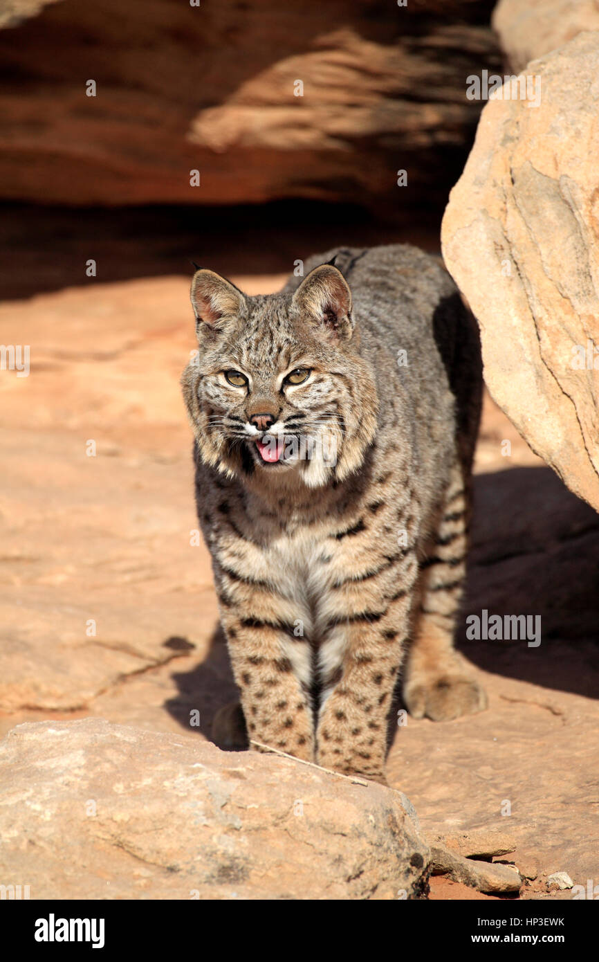 Lynx lynxes adult hires stock photography and images Alamy