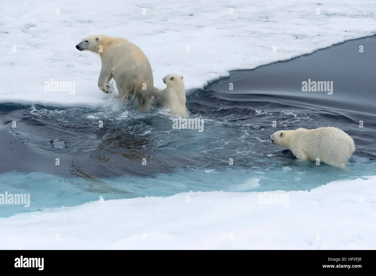 Mother polar bear (Ursus maritimus) with two cubs swimming and jumping over an open ice floe, Spitsbergen Island, Svalbard archipelago, Norway, Europe Stock Photo
