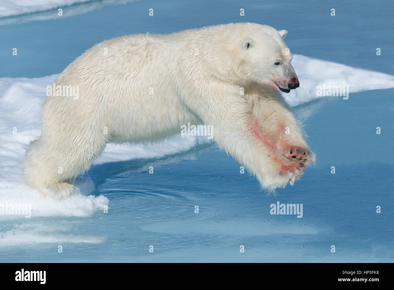 Male Polar bear (Ursus maritimus) with blood on his legs jumping over open water, Spitsbergen Island, Svalbard archipelago, Norway, Europe Stock Photo