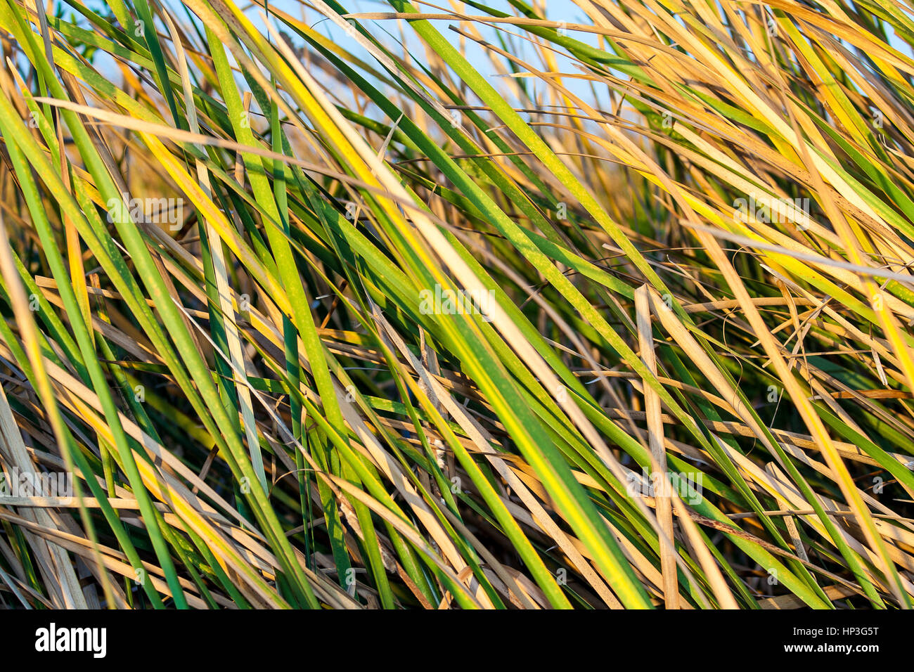 Blades of grass Stock Photo Alamy