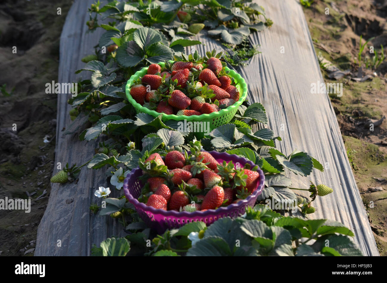 Lahore, Pakistan. 18th Feb, 2017. Pakistani farmers busy collecting