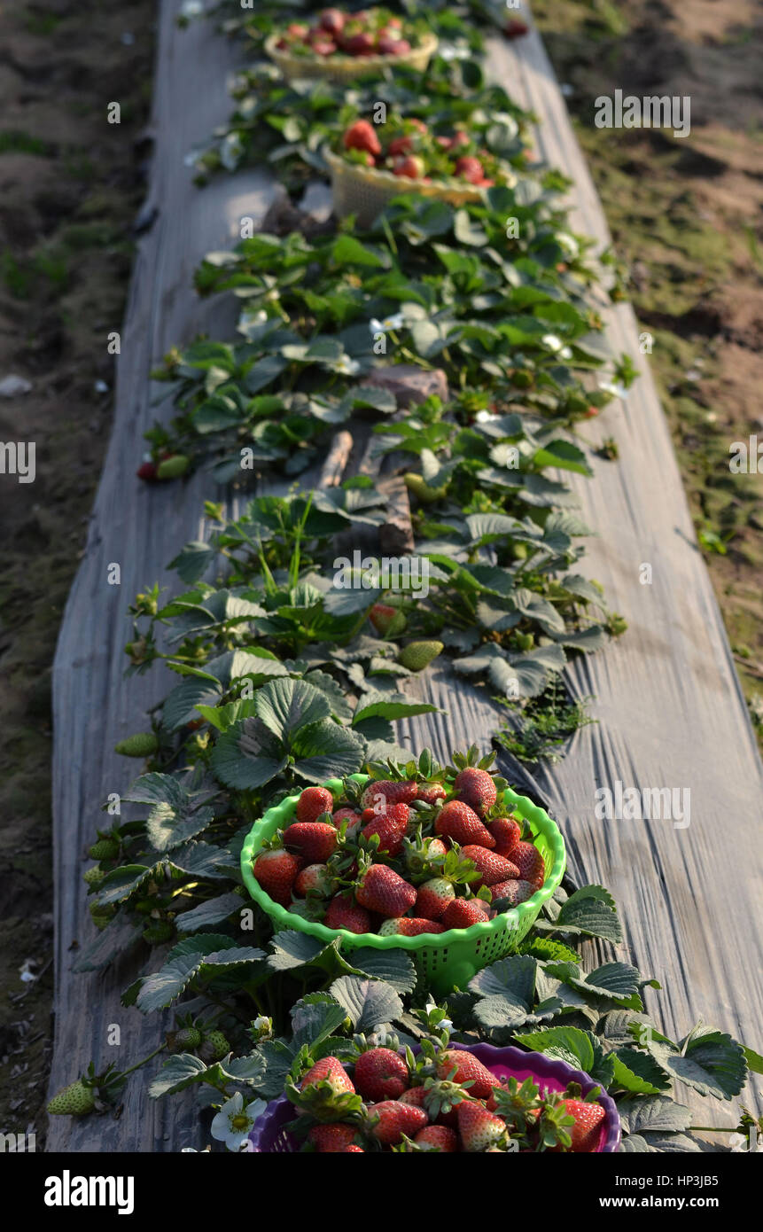 Lahore, Pakistan. 18th Feb, 2017. Pakistani farmers busy collecting