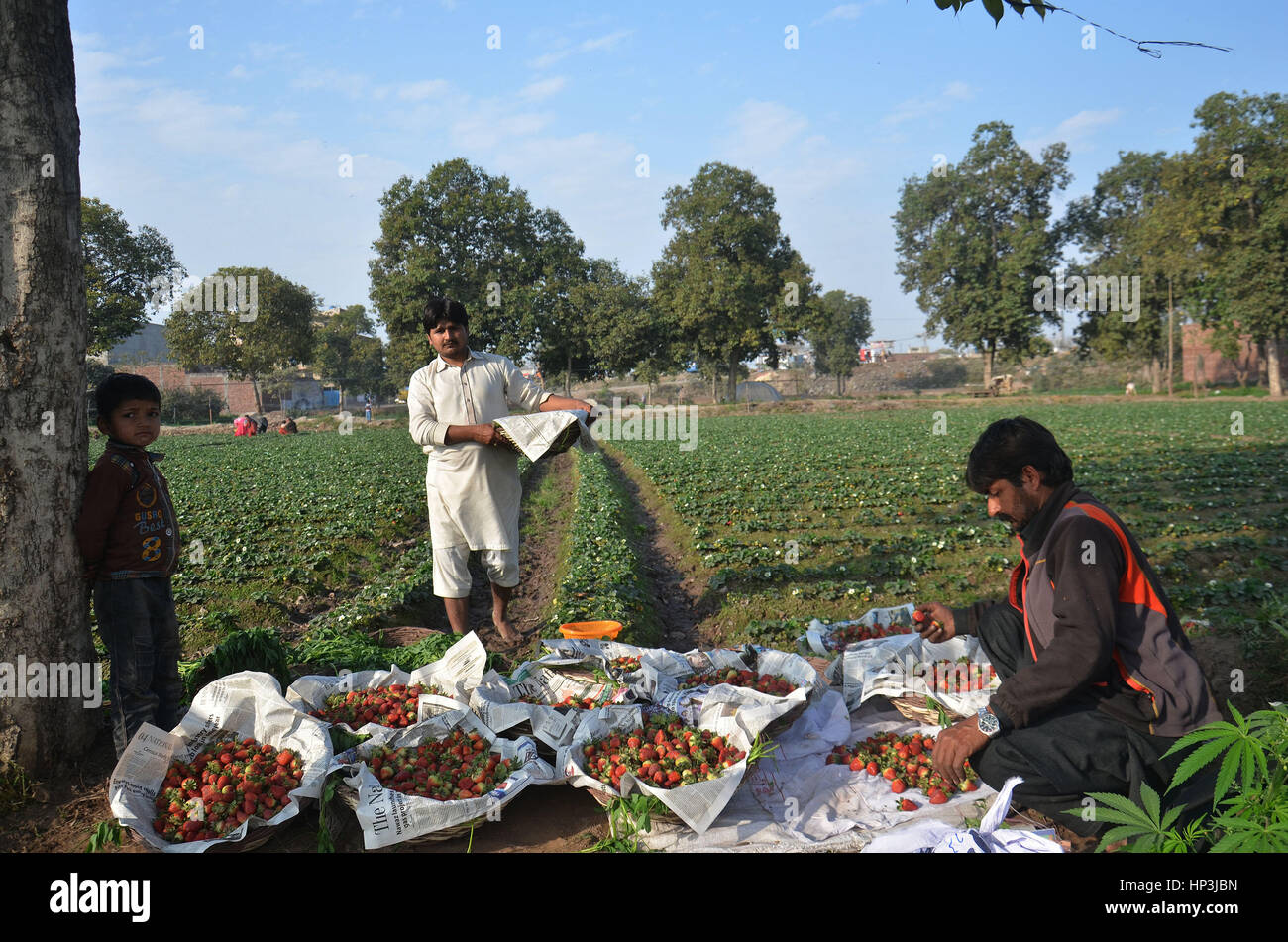 Lahore, Pakistan. 18th Feb, 2017. Pakistani farmers busy collecting