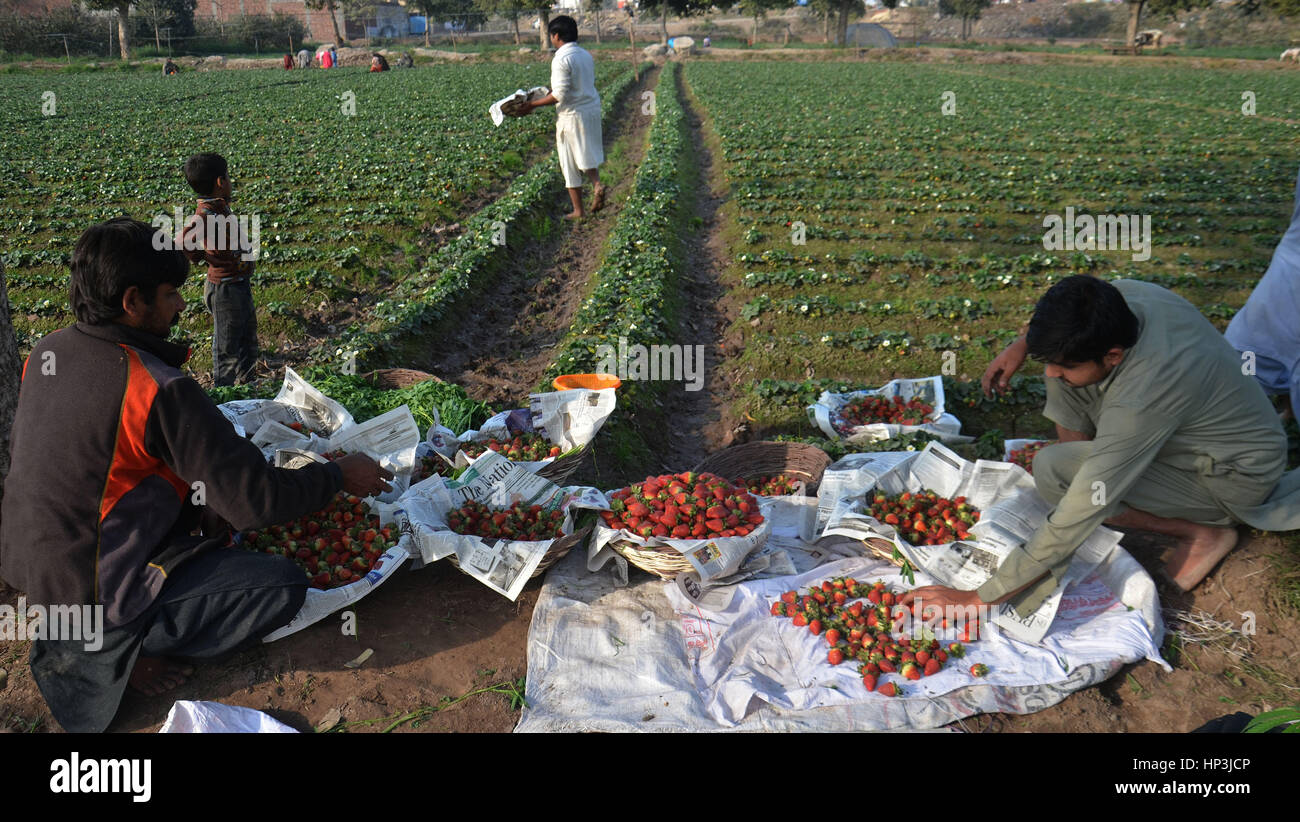 Lahore, Pakistan. 18th Feb, 2017. Pakistani farmers busy collecting