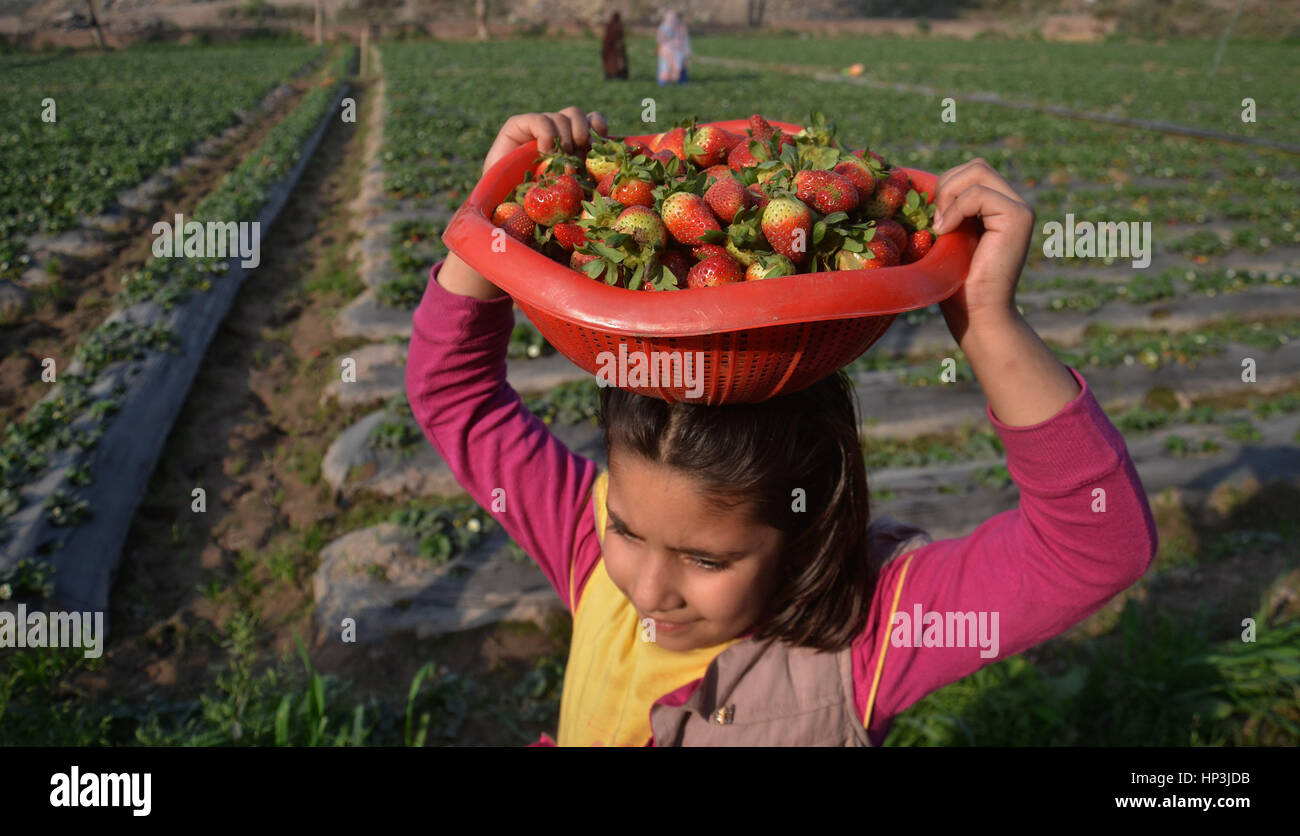 Lahore, Pakistan. 18th Feb, 2017. Pakistani farmers busy collecting