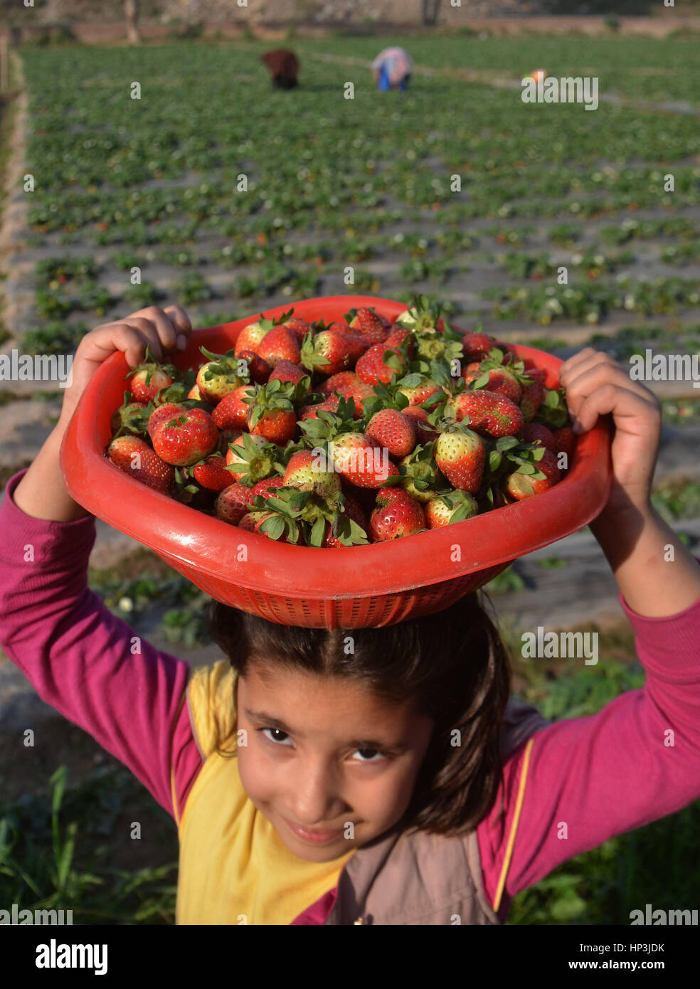 Lahore, Pakistan. 18th Feb, 2017. Pakistani farmers busy collecting