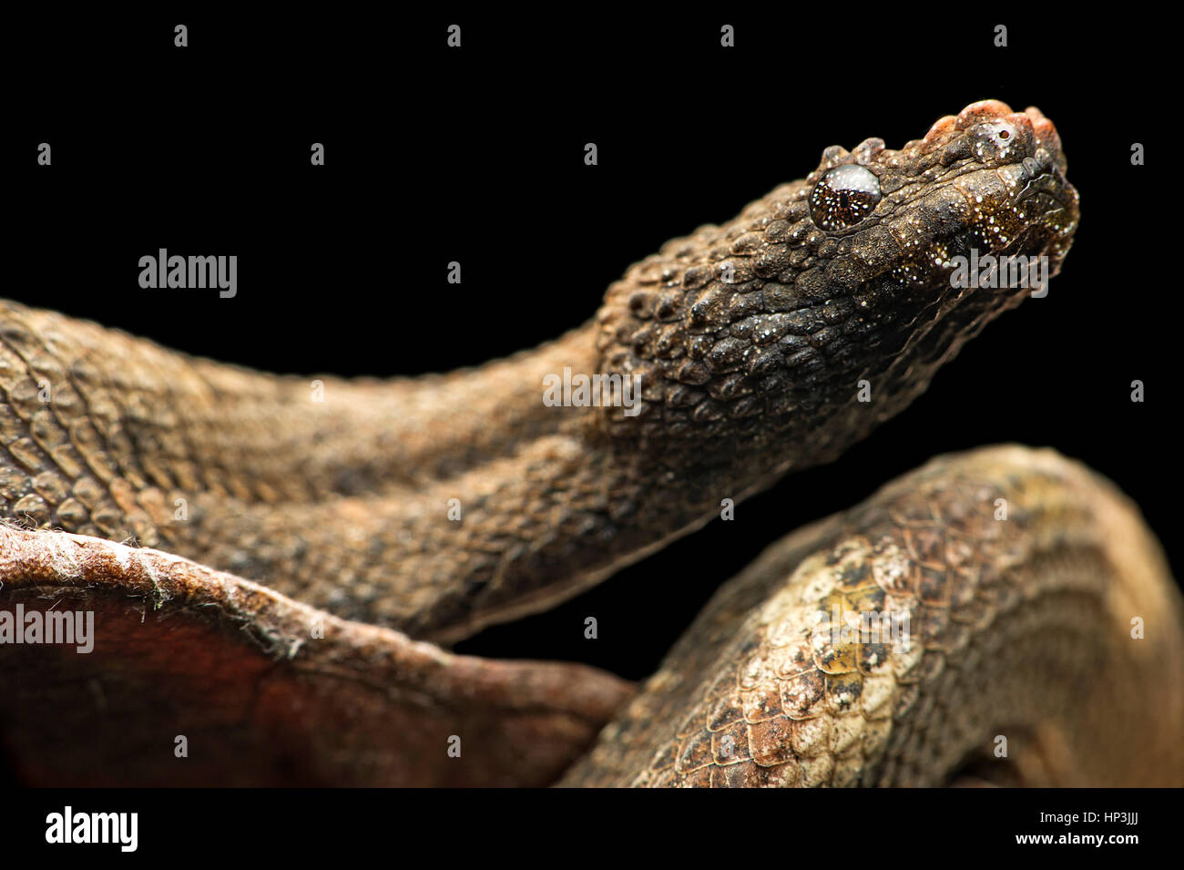 Northern eyelash boa (Trachyboa boulengeri), Amazon rainforest, Canande River Nature Reserve, Choco forest, Ecuador Stock Photo