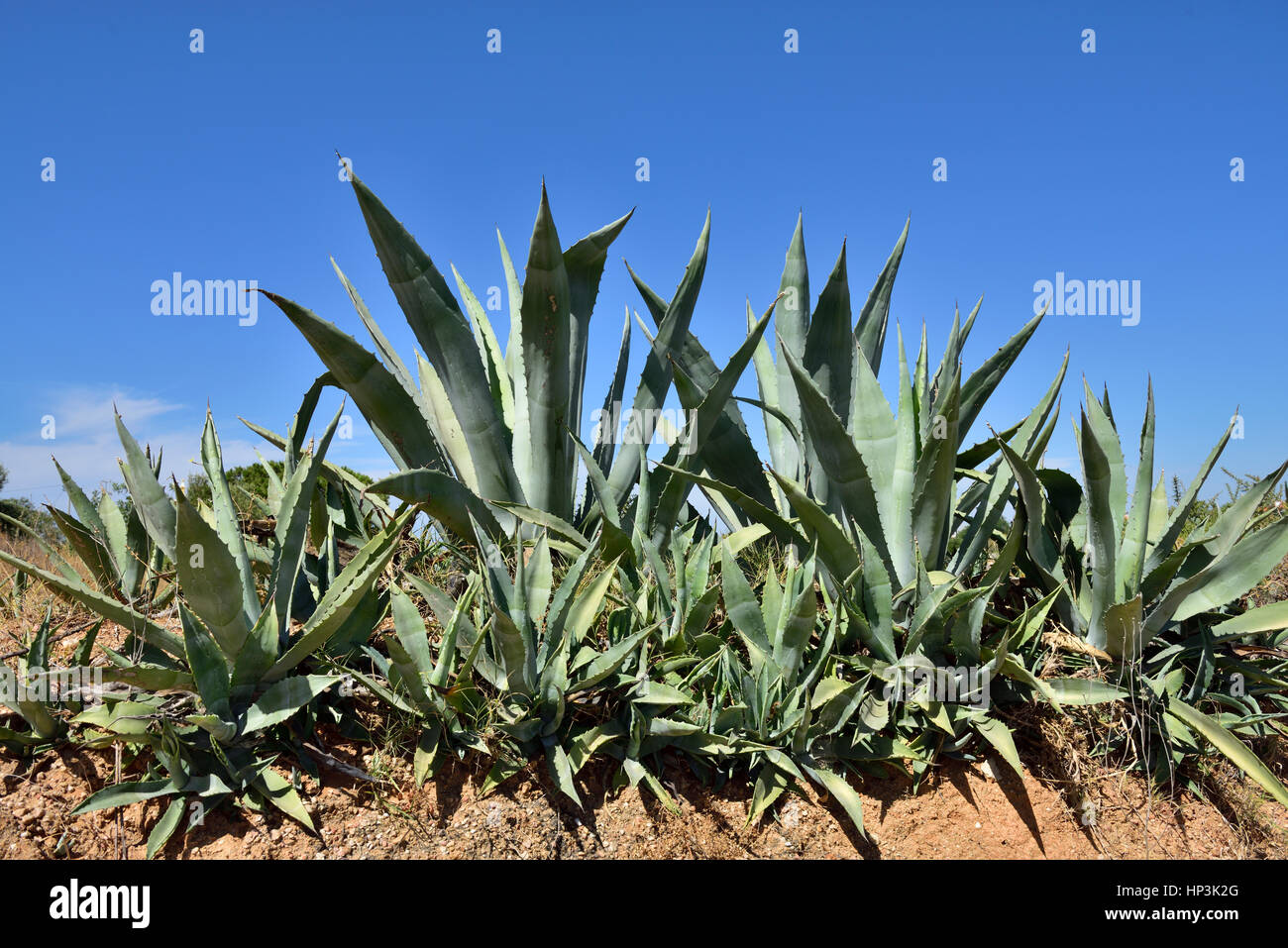 Aloe vera succulent plants growing Algarve, Portugal Stock Photo - Alamy