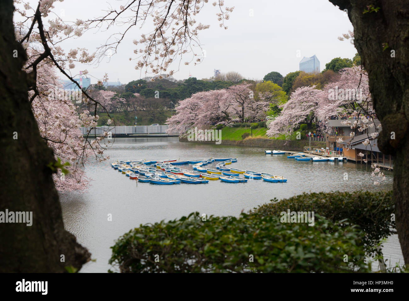 Rowing boats in the Imperial Palace moat in Tokyo, Japan Stock Photo