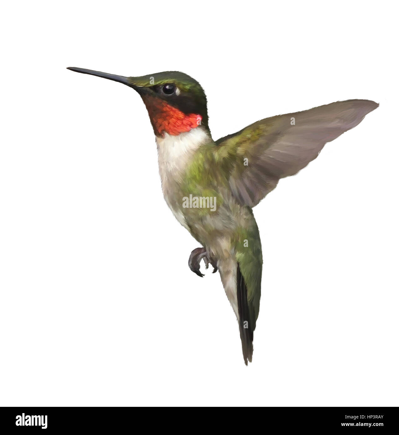 Digital Painting of  Ruby Throated Hummingbird isolated on white background Stock Photo