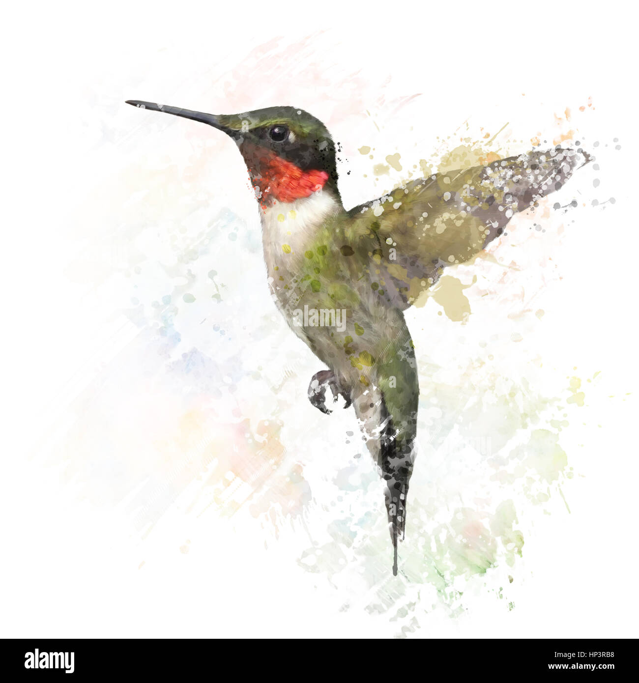Digital Painting of  Ruby Throated Hummingbird Stock Photo