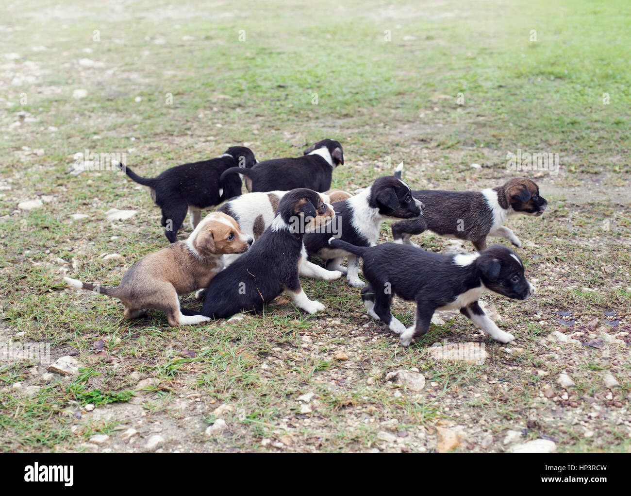 Cute Street Puppies walking on the Grass Stock Photo - Alamy