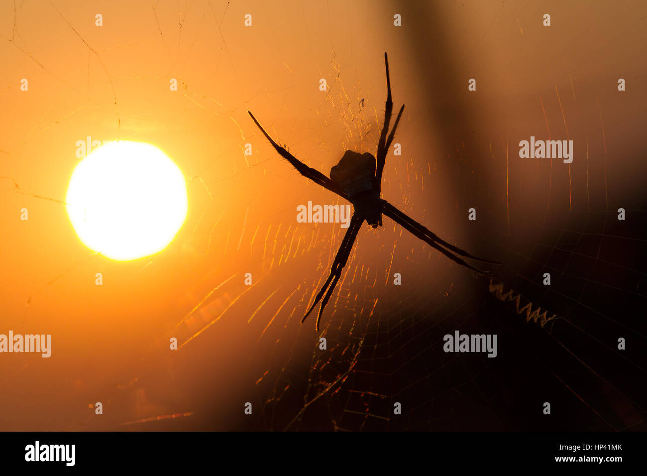 A signature spider against setting sun, cobweb visible, silhouette ...