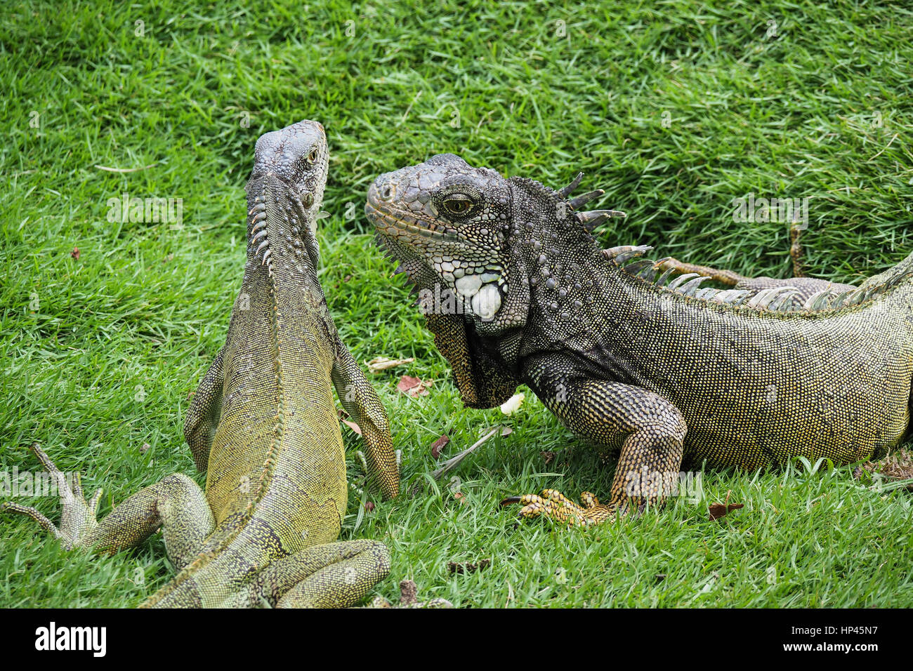 Iguanas in Iguana Park, Guayaquil Stock Photo