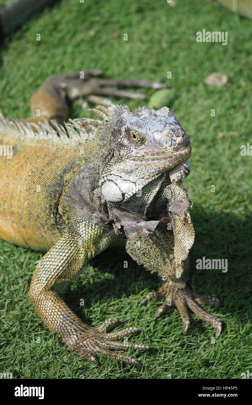 Iguana in Iguana Park, Guayaquil Stock Photo