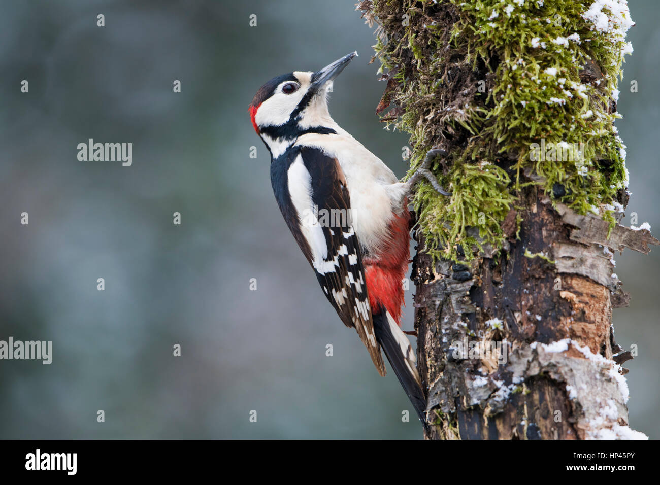 A Great Spotted Woodpecker (Dendrocopos major) clinging to mossy branch in winter, Hastings, East Sussex, UK Stock Photo