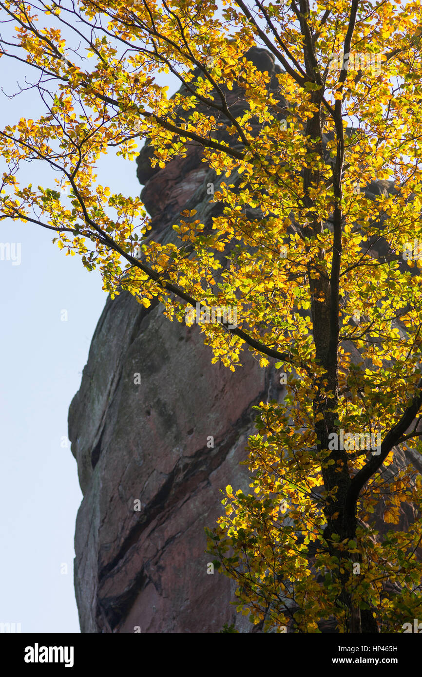 Tree and sandstone cliff in fall Stock Photo