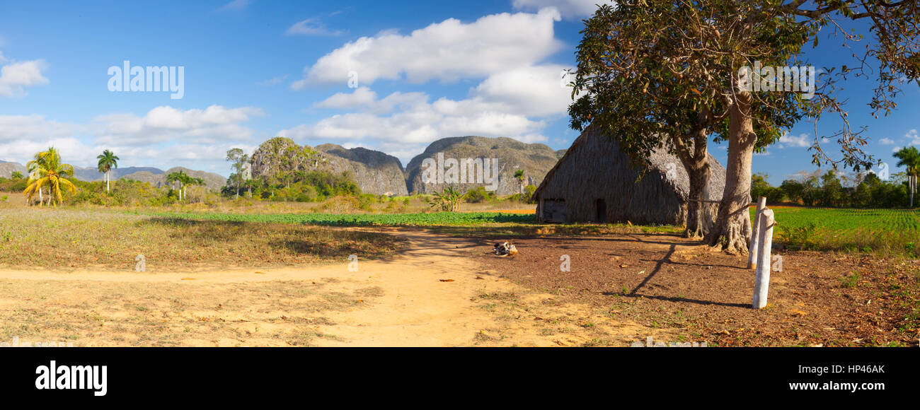 Scenery on the tobacco farm,Valley de Vinales, Pinar del Rio, Cuba. Stock Photo