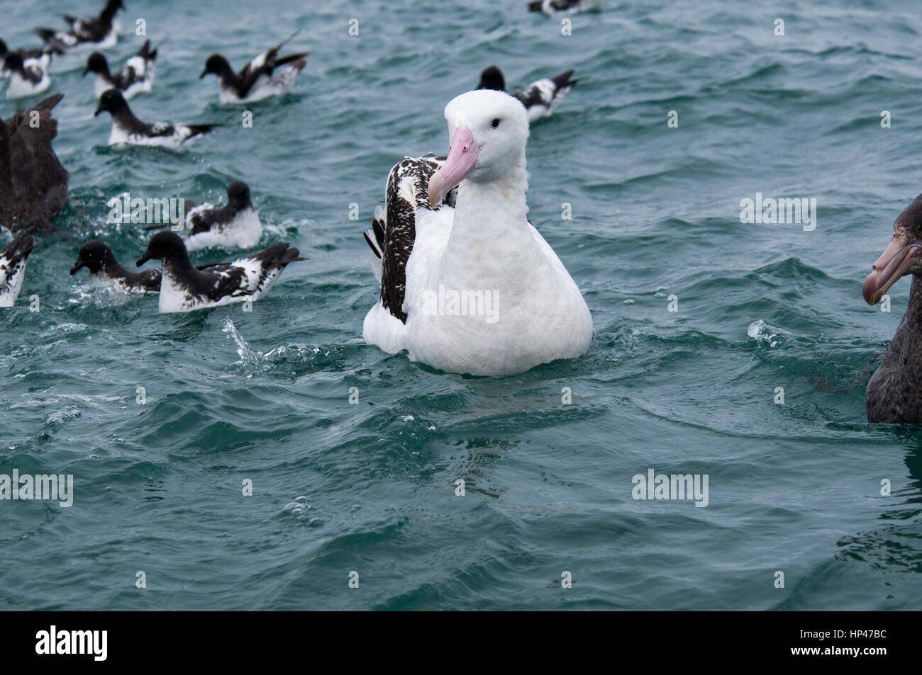 Wandering Albatros swimming on the waves of the Pacific Ocean near the