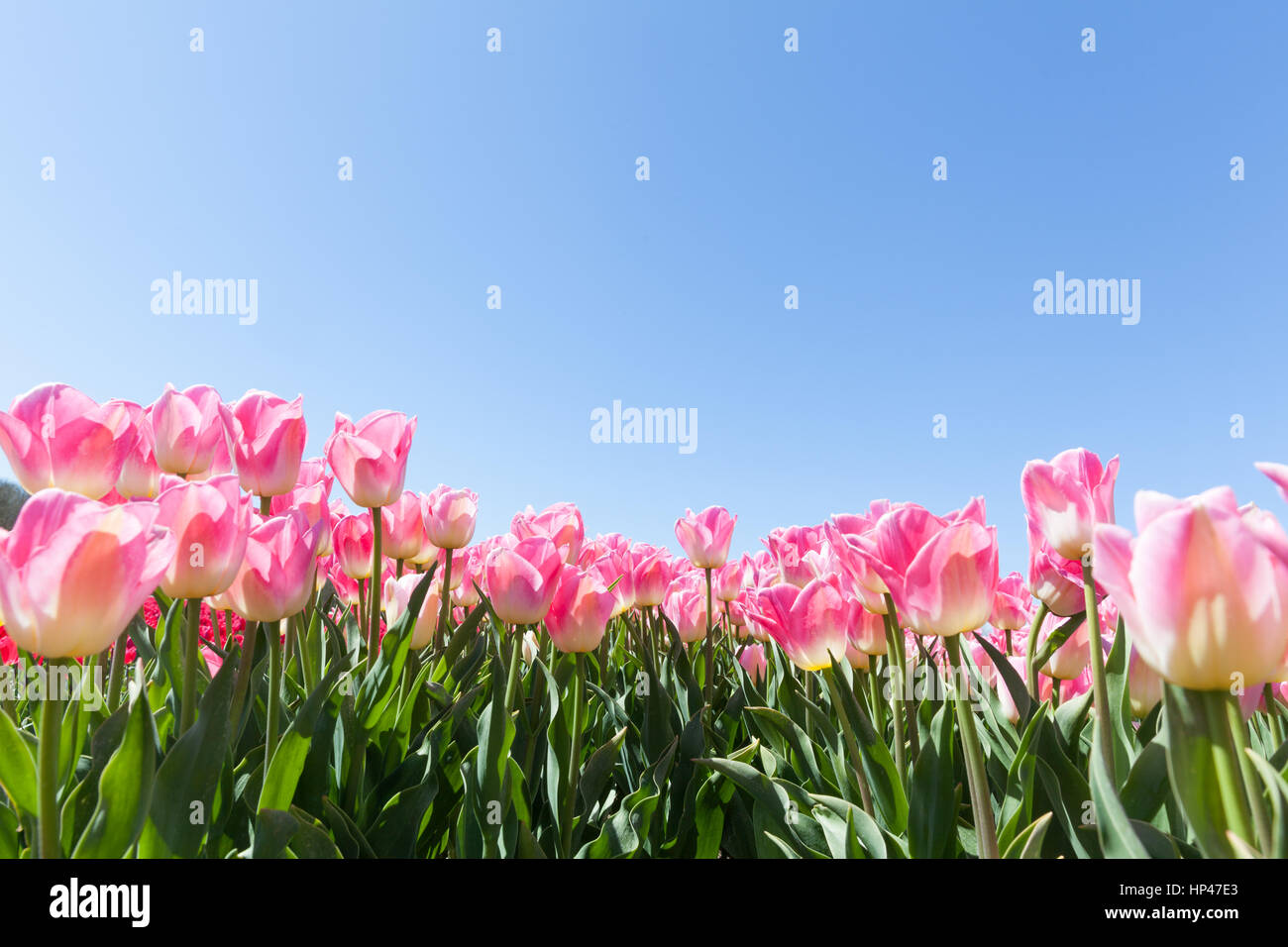 Beautiful bouquet of tulips. colorful tulips. tulips in spring sun. tulip in the field Stock Photo