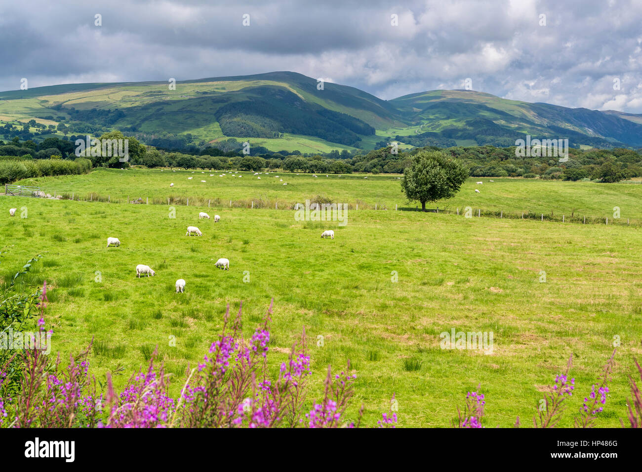 Dyffryn Dysynni, Llanegryn, Gwynedd, Wales, United Kingdom, Europe