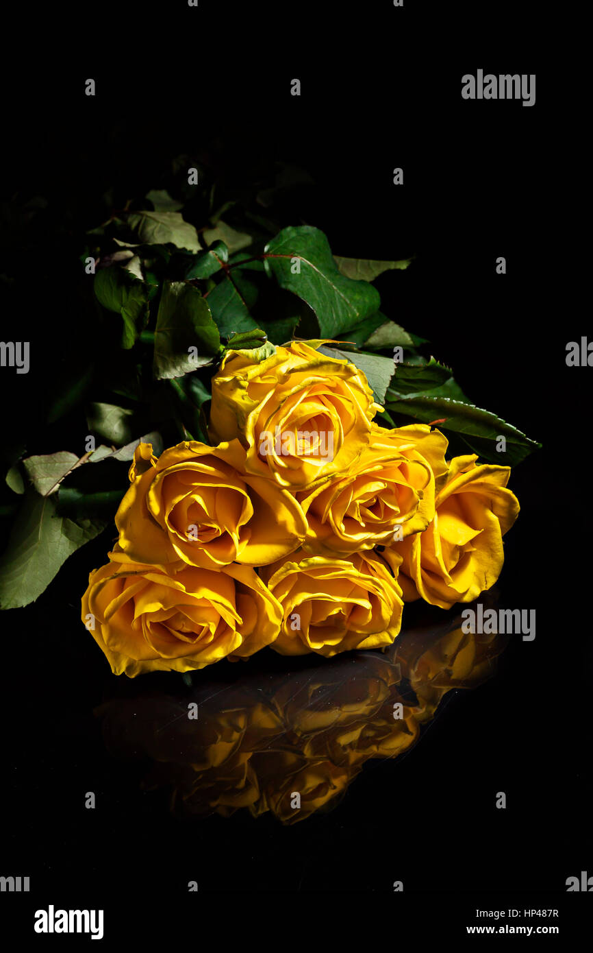 Yellow rose rosa dew drops hi-res stock photography and images - Alamy