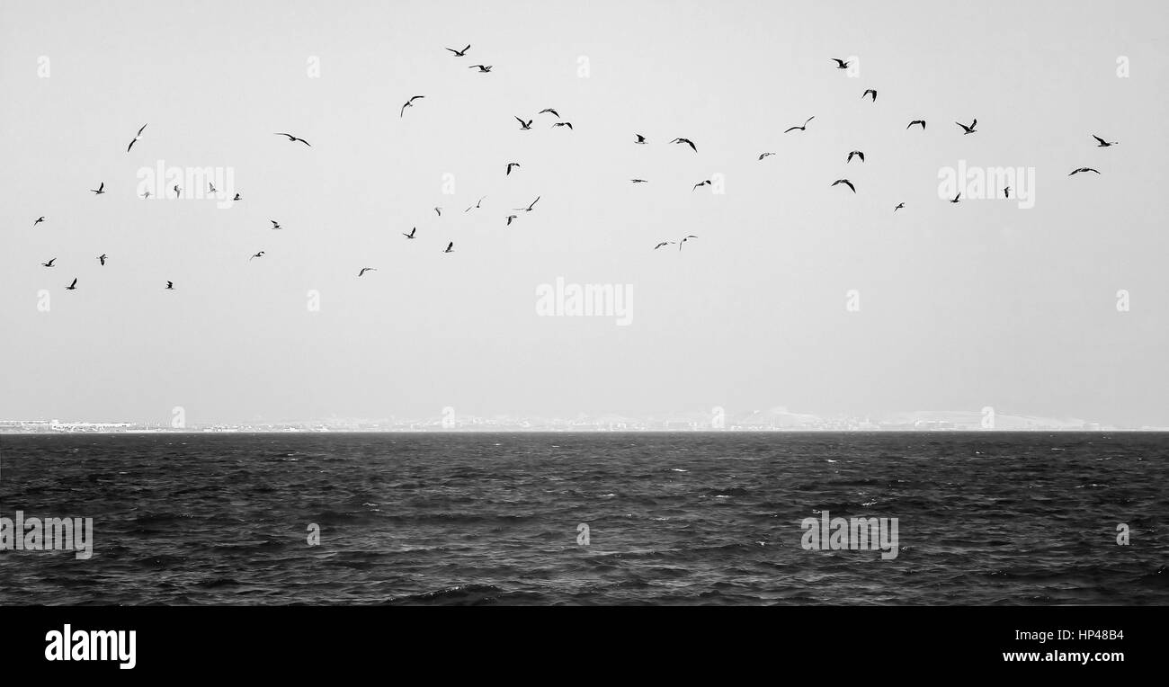flock of seagulls flying over the sea in black and white Stock Photo ...