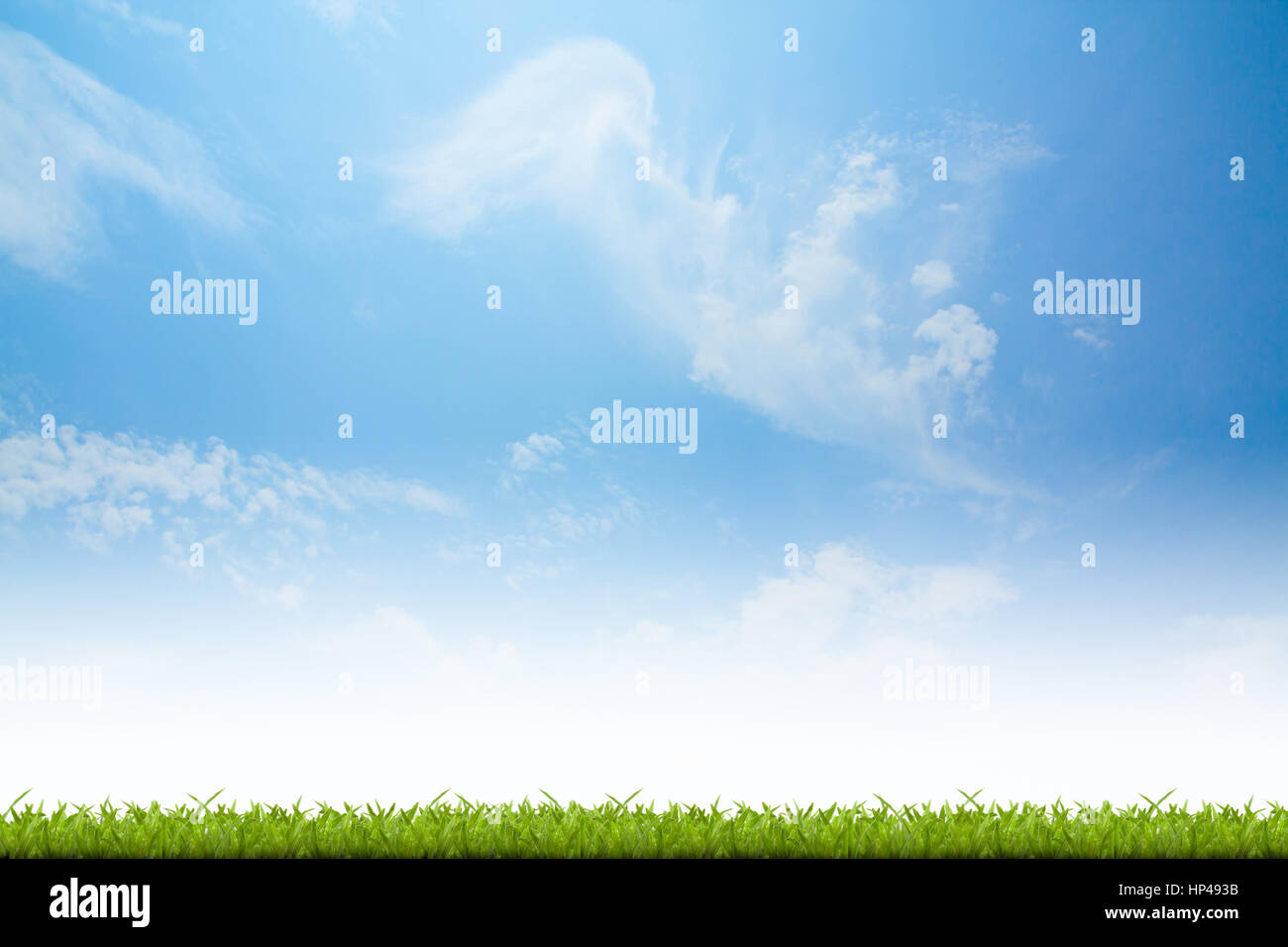 Fresh spring green grass with blue sky background Stock Photo - Alamy