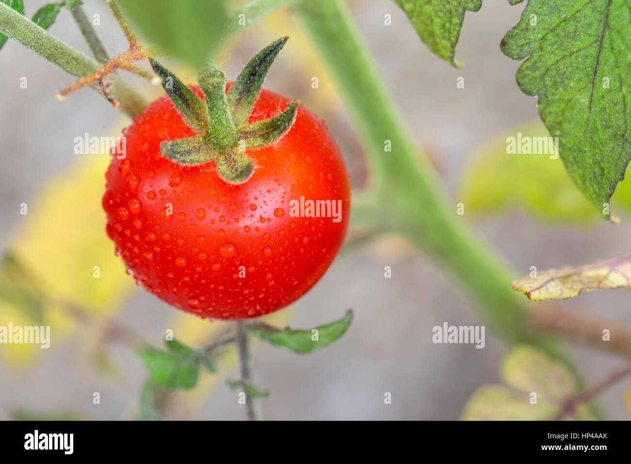 Cherry tomato on the vine. Lycopersicon esculentum philovita F1, family Solanaceae Stock Photo