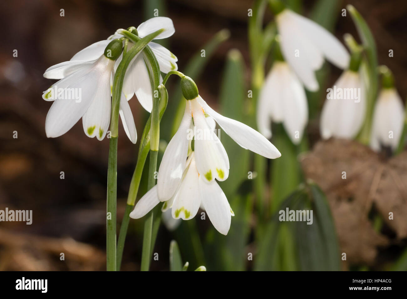 Galanthus nivalis 'Angelique', a Poculiformis Group snowdrop with outer and inner petals of similar length. Stock Photo