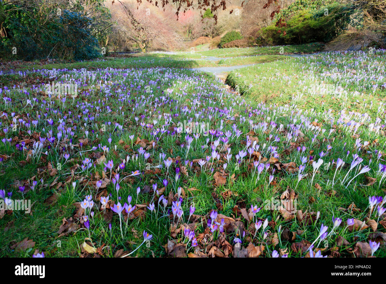 Crocus tommasinianus naturalised on the banks of the Acer Glade at The Garden House, Devon Stock Photo