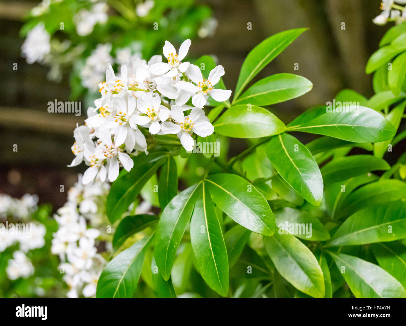 a-vibrant-white-flowered-plant-with-bold-green-leaves-at-tropical-world