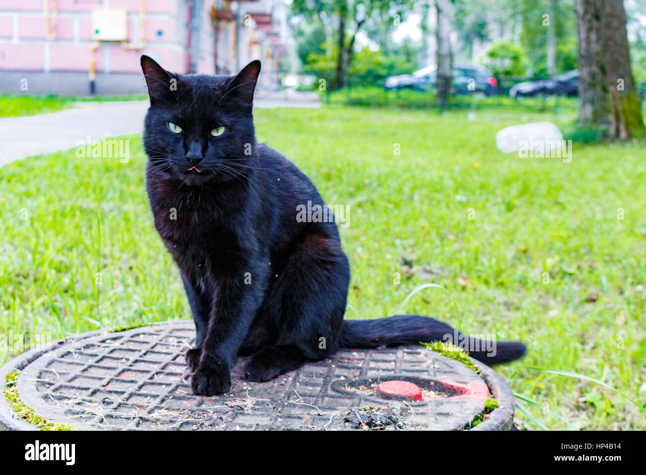 black cat sitting on a sewer manhole Stock Photo - Alamy