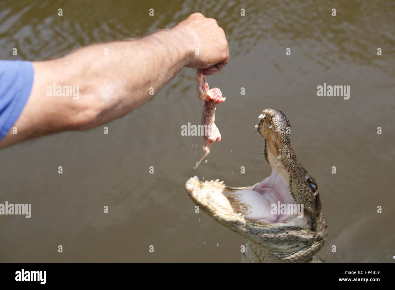 Feeding an alligator Stock Photo Alamy