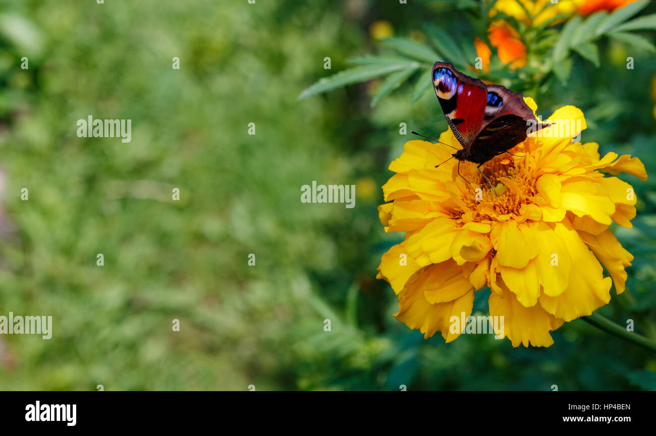 a Peacock butterfly on a flower. spring Stock Photo - Alamy