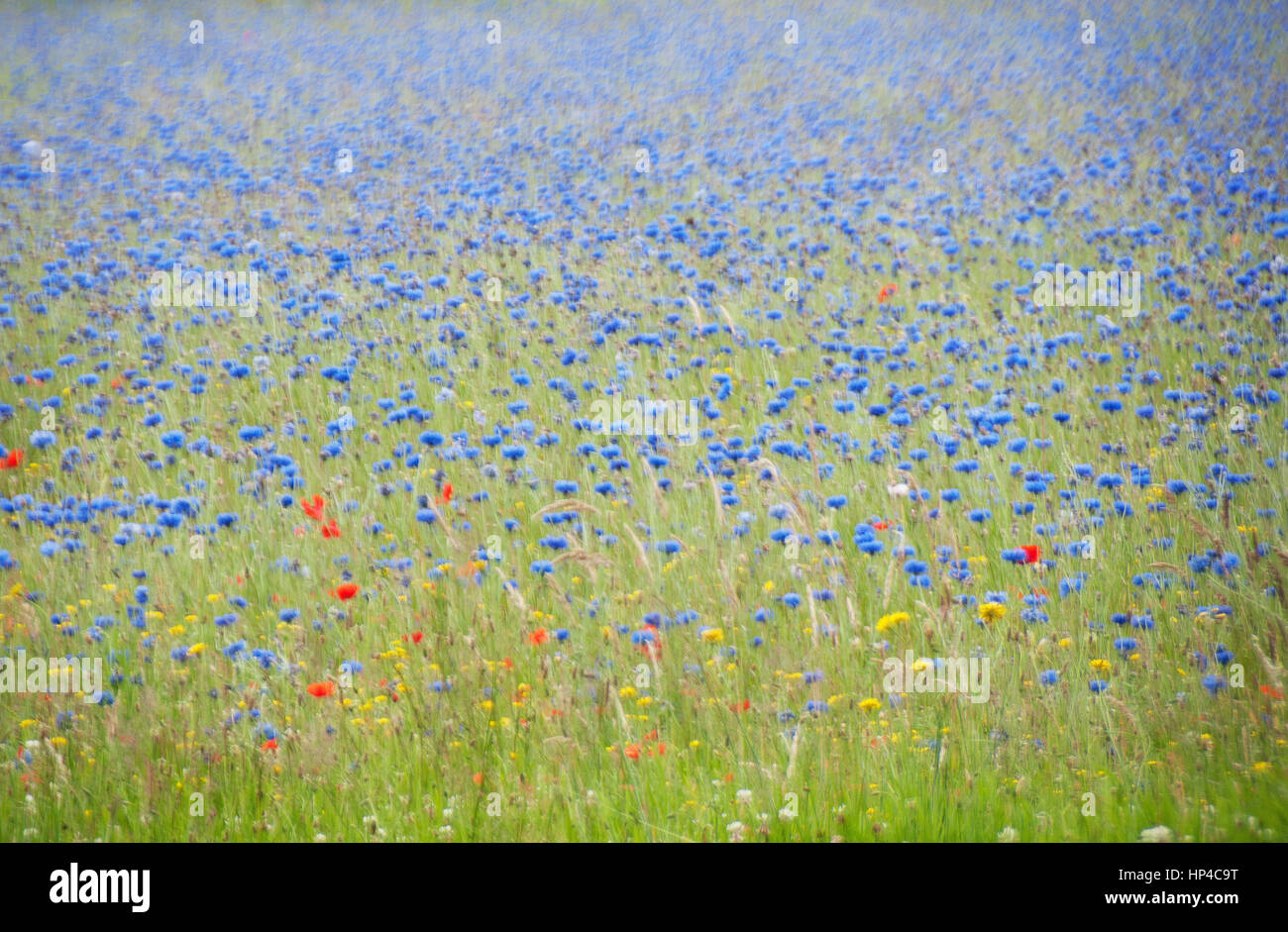 Blue cornflower meadow with red poppies Stock Photo Alamy