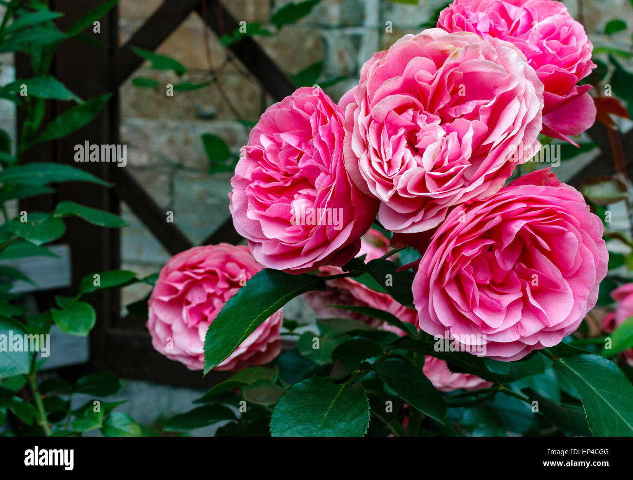 Beautiful pink roses on a soft background Stock Photo - Alamy